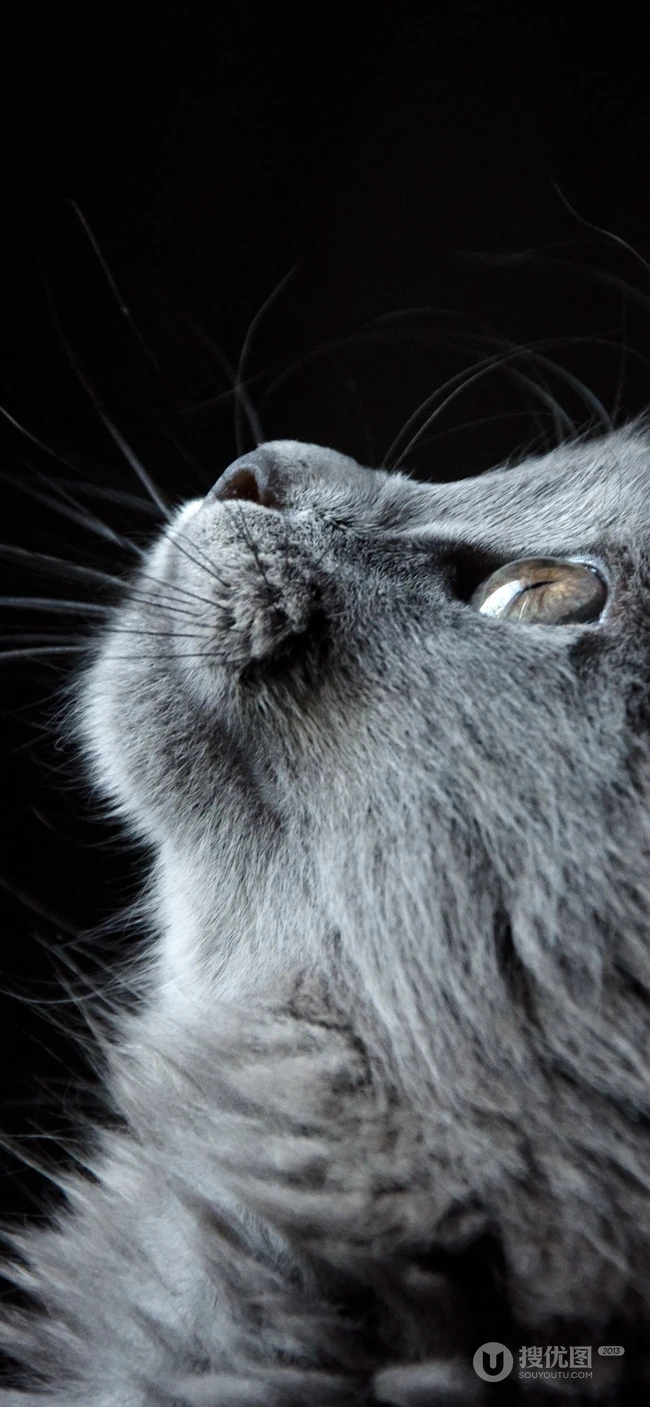 各种黑猫宠物的多颜色瞳孔手机壁纸