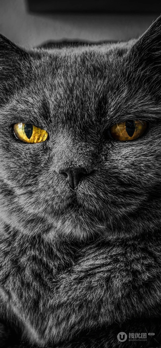 各种黑猫宠物的多颜色瞳孔手机壁纸