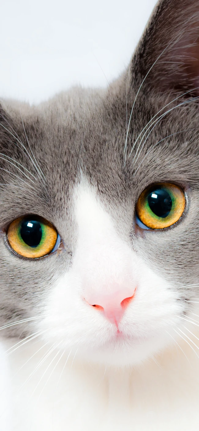 各种黑猫宠物的多颜色瞳孔手机壁纸