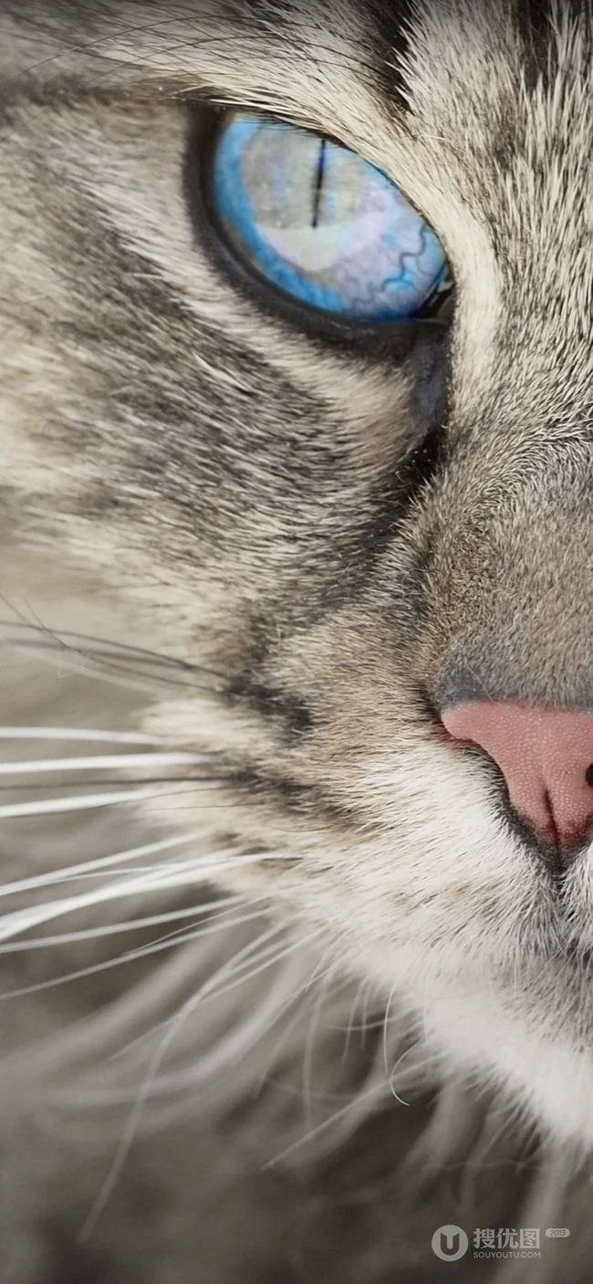 各种黑猫宠物的多颜色瞳孔手机壁纸