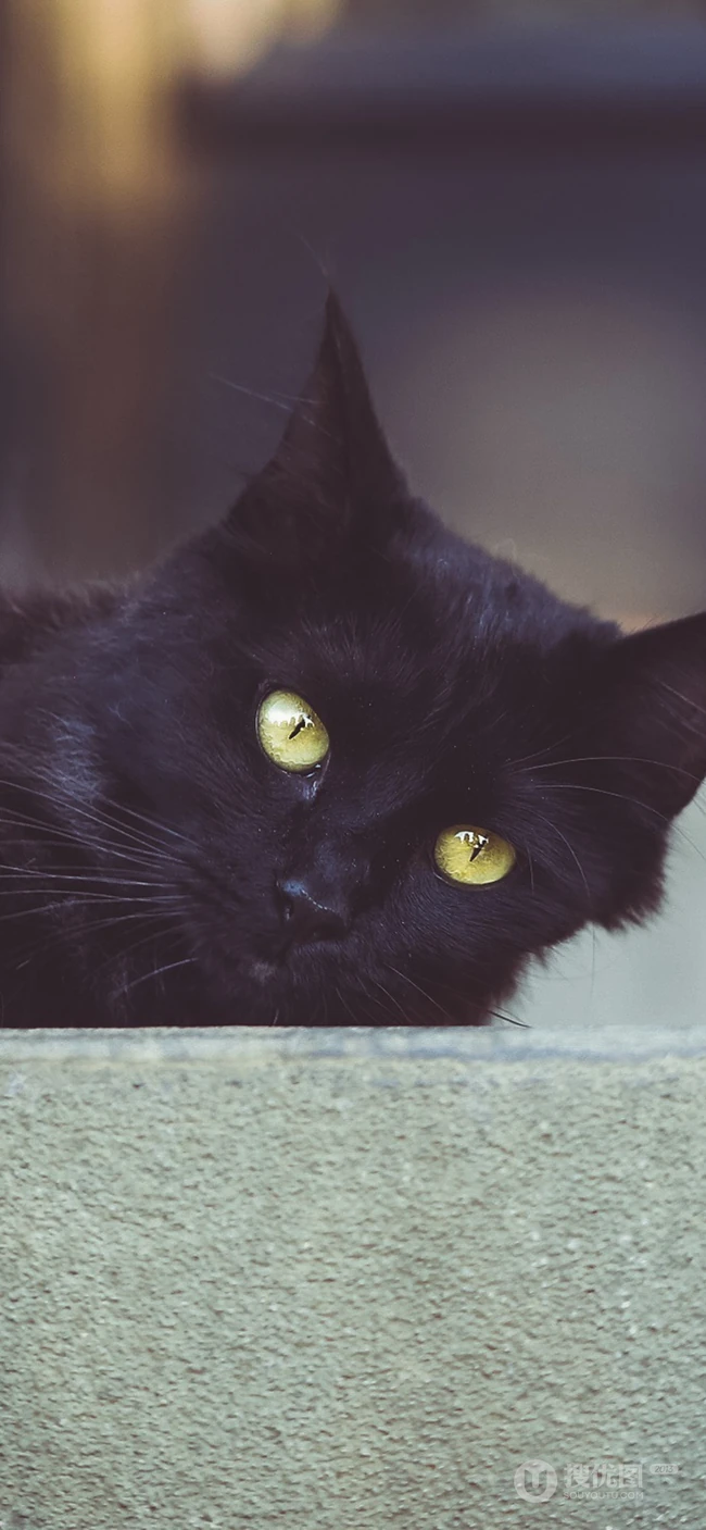 各种黑猫宠物的多颜色瞳孔手机壁纸