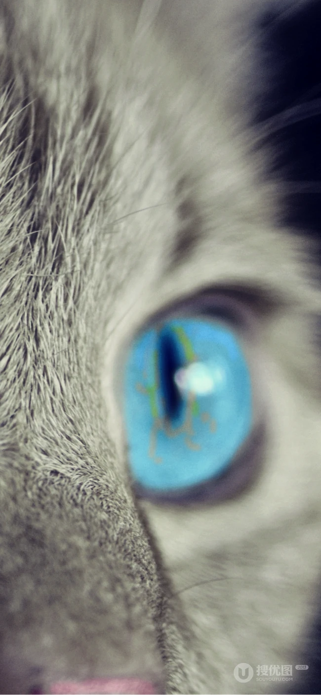 各种黑猫宠物的多颜色瞳孔手机壁纸