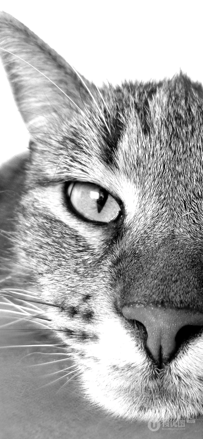 各种黑猫宠物的多颜色瞳孔手机壁纸