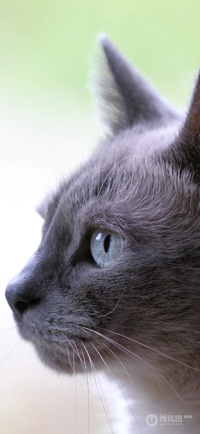 各种黑猫宠物的多颜色瞳孔手机壁纸