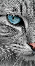 各种黑猫宠物的多颜色瞳孔手机壁纸