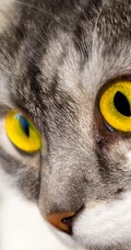 宠物猫咪的萌表情手机壁纸