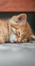 宠物猫咪的萌表情手机壁纸