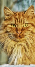 宠物猫咪的萌表情手机壁纸