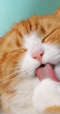 宠物猫咪的萌表情手机壁纸