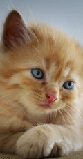 宠物猫咪的萌表情手机壁纸