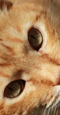 宠物猫咪的萌表情手机壁纸