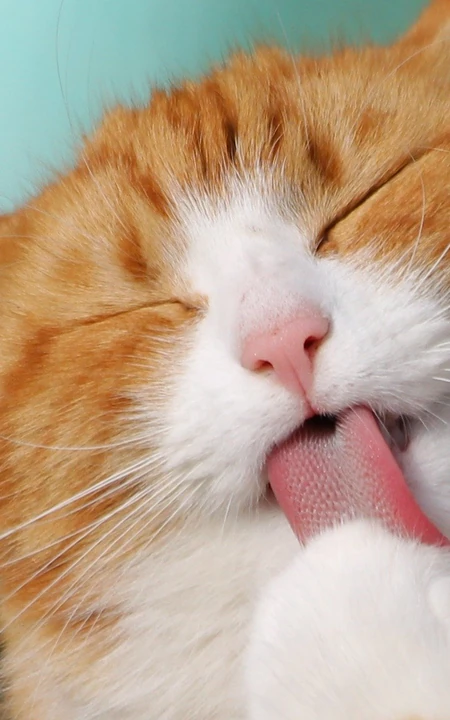 宠物猫咪的萌表情手机壁纸