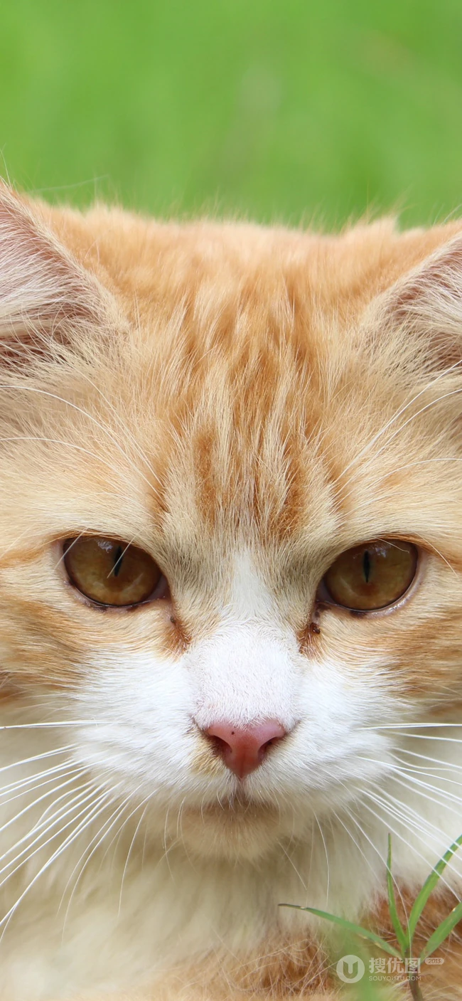 宠物猫咪的萌表情手机壁纸