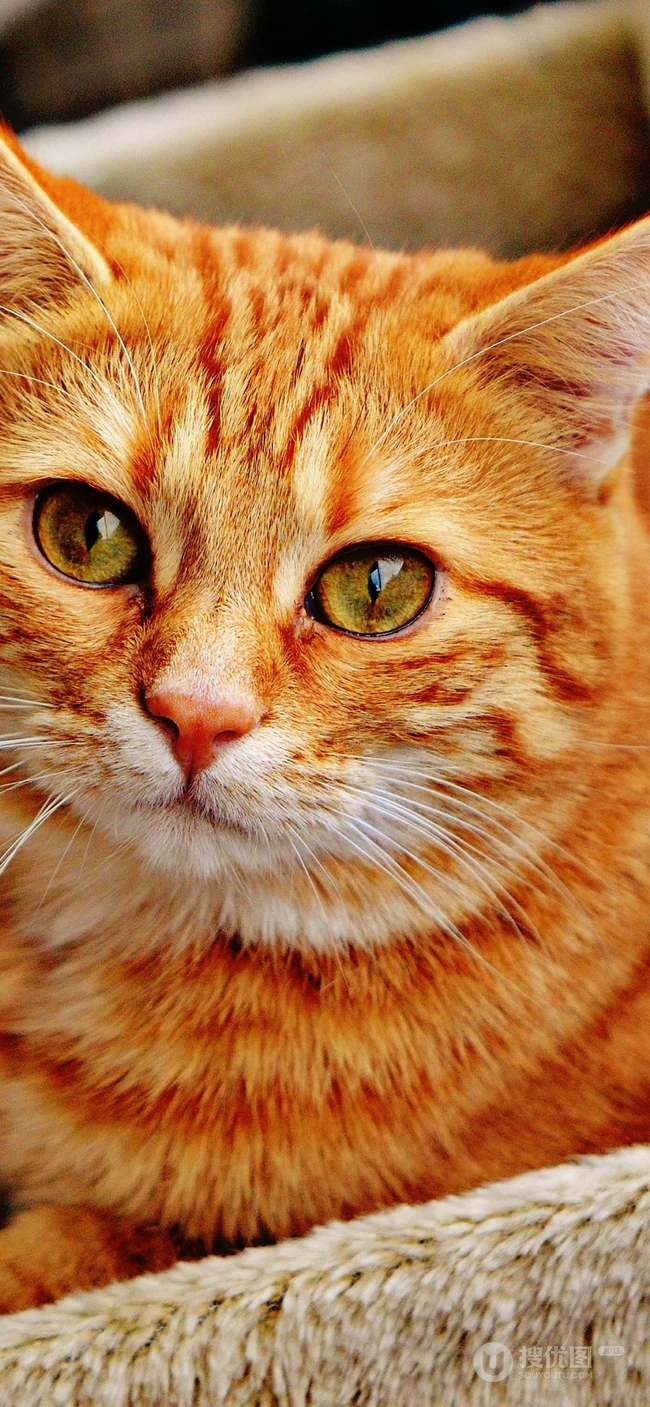 宠物猫咪的萌表情手机壁纸