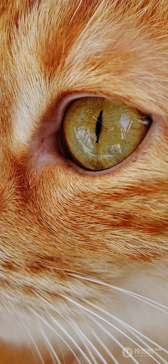 宠物猫咪的萌表情手机壁纸