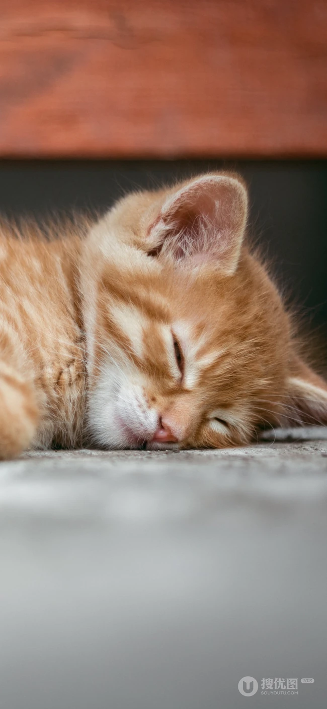 宠物猫咪的萌表情手机壁纸