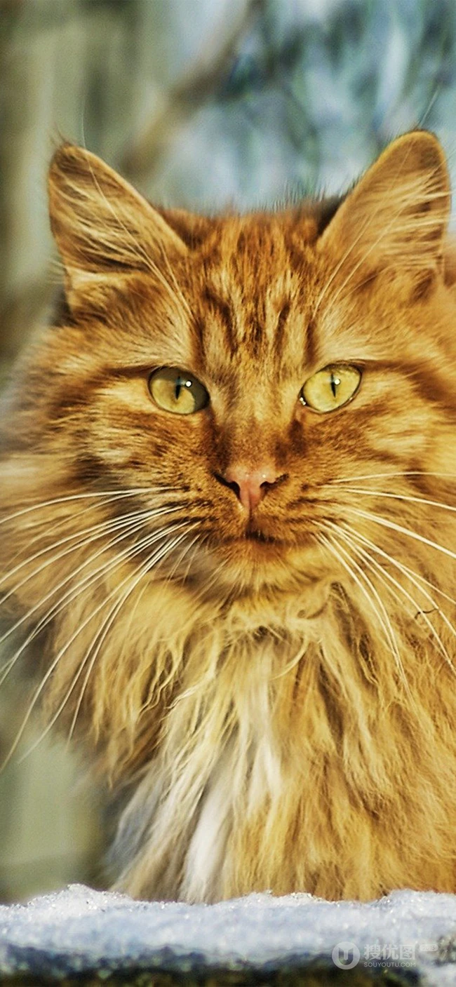 宠物猫咪的萌表情手机壁纸