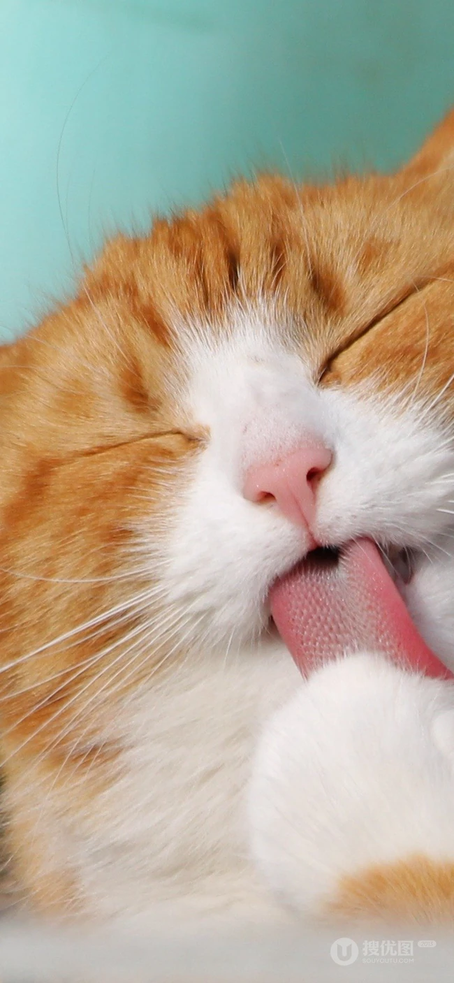宠物猫咪的萌表情手机壁纸
