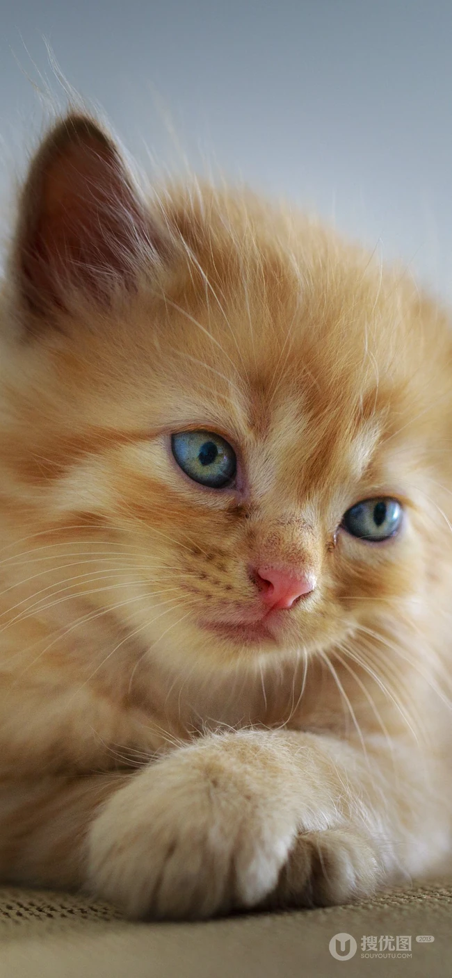 宠物猫咪的萌表情手机壁纸