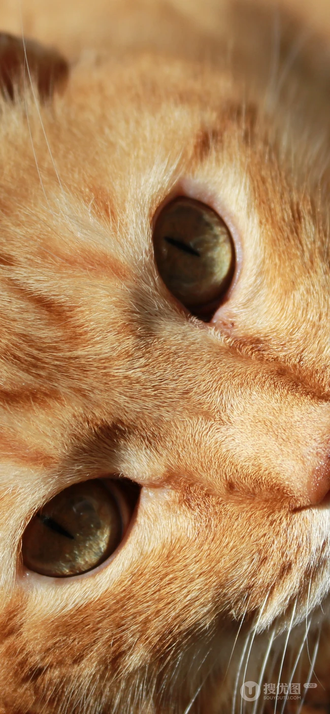 宠物猫咪的萌表情手机壁纸