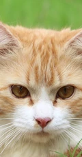 宠物猫咪的萌表情手机壁纸