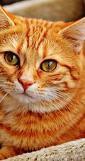 宠物猫咪的萌表情手机壁纸