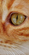 宠物猫咪的萌表情手机壁纸