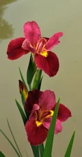鸢尾花图片，象征爱情和友谊，想念你花语的鸢尾花唯美图片