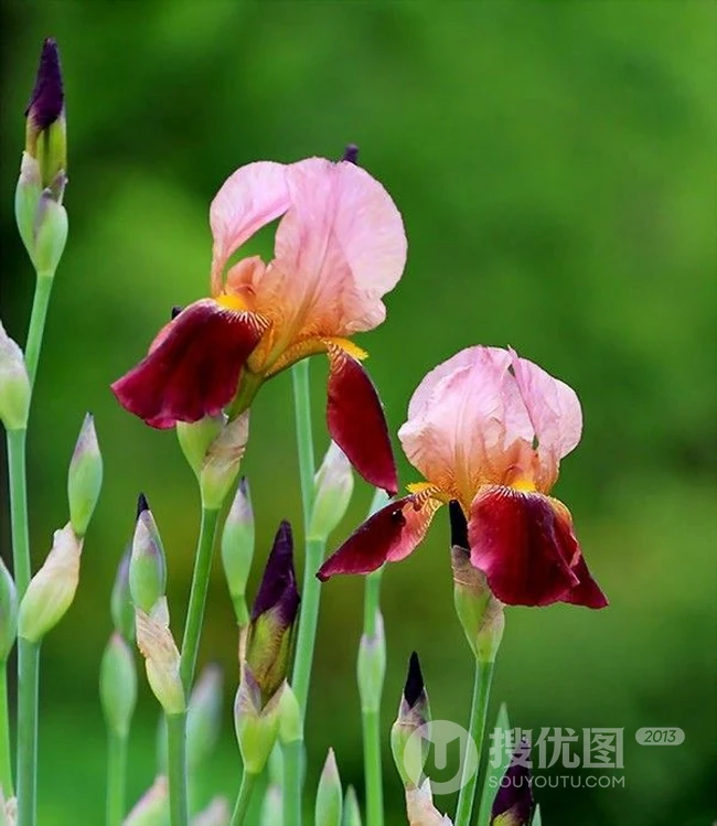 鸢尾花图片，象征爱情和友谊，想念你花语的鸢尾花唯美图片