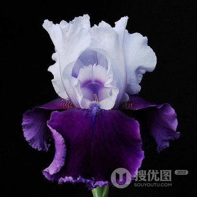 鸢尾花图片，象征爱情和友谊，想念你花语的鸢尾花唯美图片