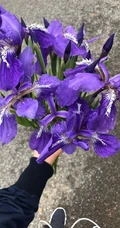 鸢尾花图片，五颜六色的浪漫花卉鸢尾花清新美图
