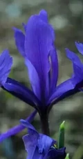 鸢尾花图片，五颜六色的浪漫花卉鸢尾花清新美图