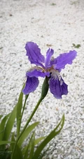 鸢尾花图片，五颜六色的浪漫花卉鸢尾花清新美图