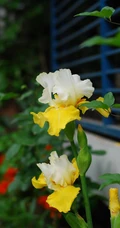 鸢尾花图片，五颜六色的浪漫花卉鸢尾花清新美图