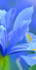 鸢尾花图片，五颜六色的浪漫花卉鸢尾花清新美图