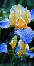 鸢尾花图片，五颜六色的浪漫花卉鸢尾花清新美图