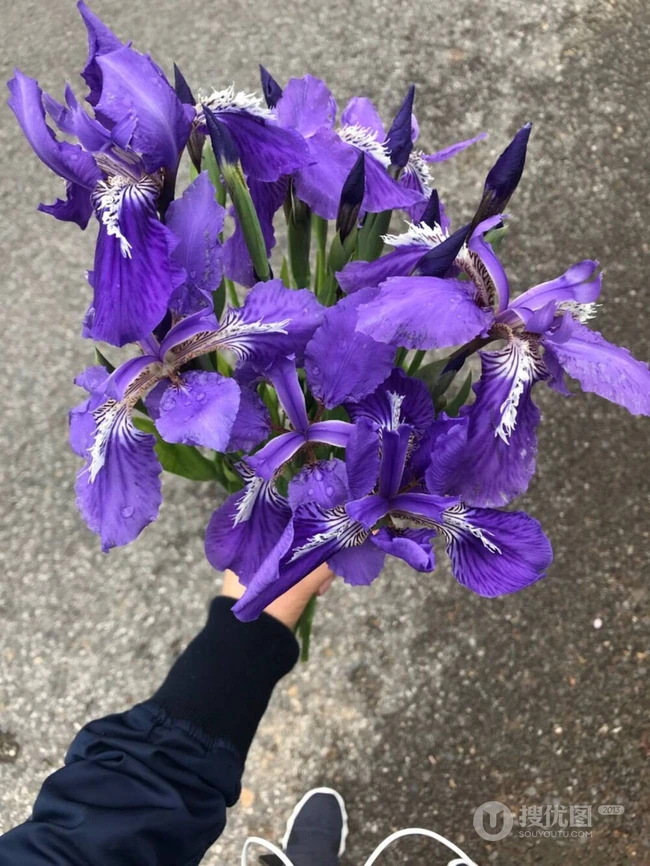 鸢尾花图片，五颜六色的浪漫花卉鸢尾花清新美图