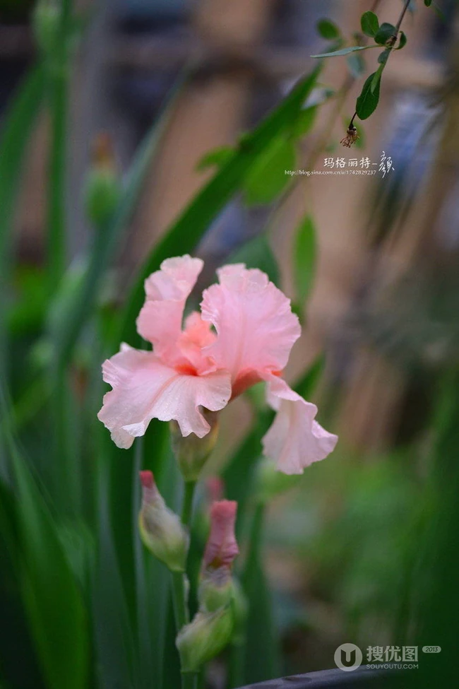 鸢尾花图片，五颜六色的浪漫花卉鸢尾花清新美图