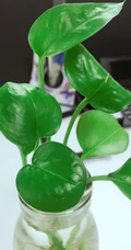 绿萝图片，能吸收空气中有害物质功效作用的植物绿萝美图
