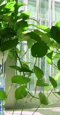 绿萝图片，能吸收空气中有害物质功效作用的植物绿萝美图