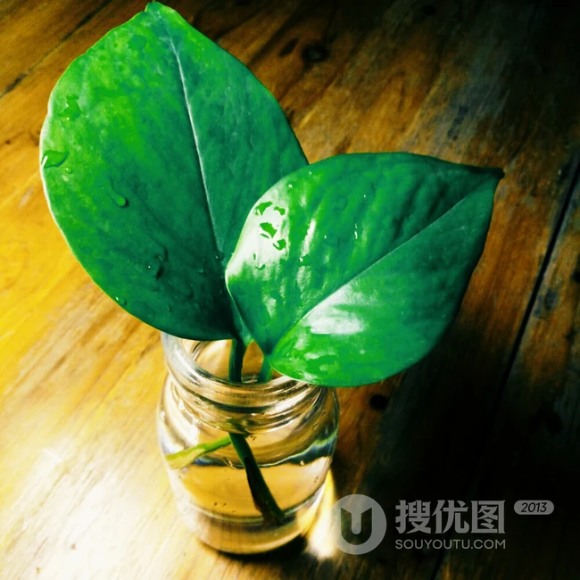 绿萝图片，能吸收空气中有害物质功效作用的植物绿萝美图