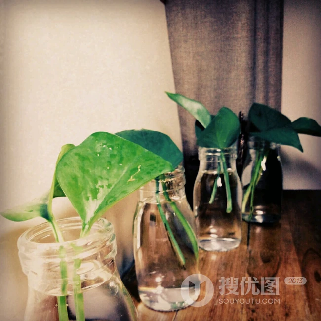 绿萝图片，能吸收空气中有害物质功效作用的植物绿萝美图