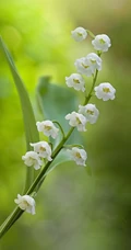 铃兰，铃兰花图片，幸福归来花语的君影草铃花微距图片