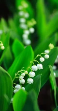 铃兰，铃兰花图片，幸福归来花语的君影草铃花微距图片