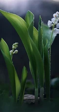 铃兰，铃兰花图片，幸福归来花语的君影草铃花微距图片