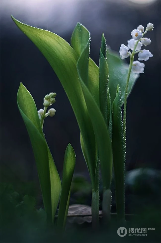 铃兰，铃兰花图片，幸福归来花语的君影草铃花微距图片