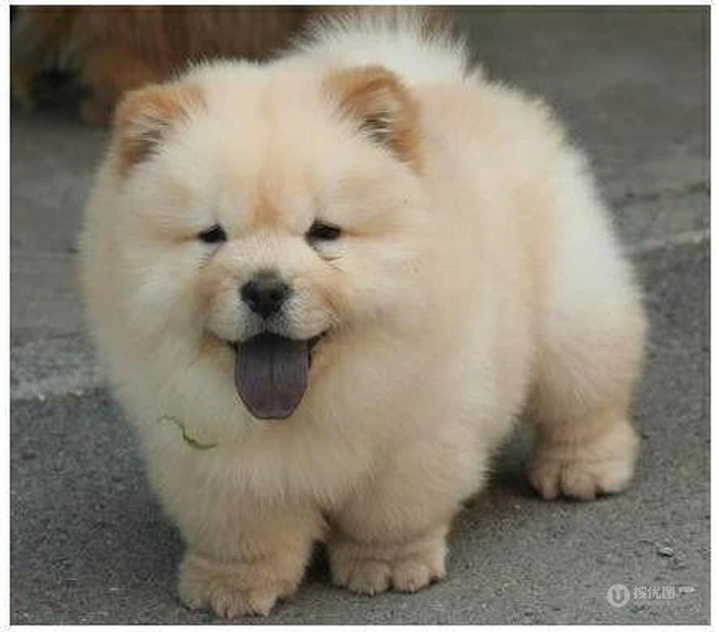 松狮，松狮犬可爱图片，萌萌的时髦宠物和守护犬松狮图片 第4张
