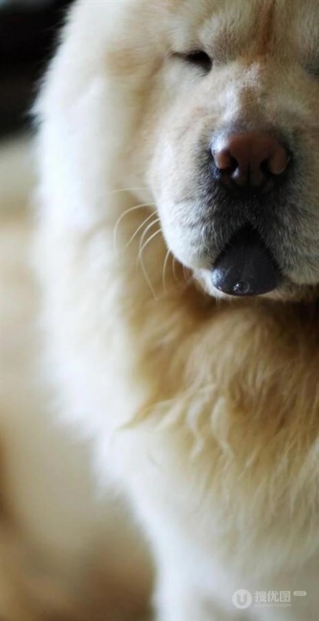 松狮，松狮犬可爱图片，萌萌的时髦宠物和守护犬松狮图片 第9张