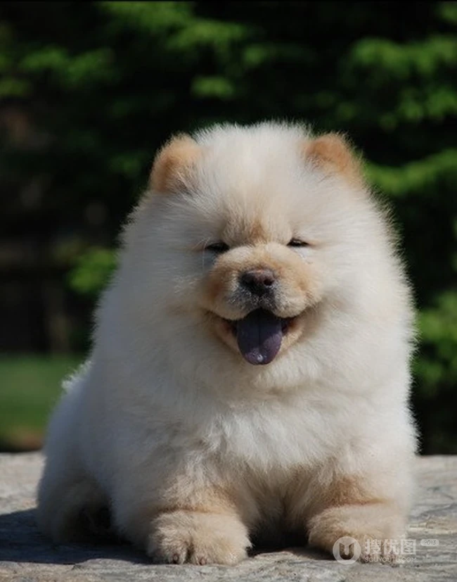 松狮，松狮犬可爱图片，萌萌的时髦宠物和守护犬松狮图片 第15张