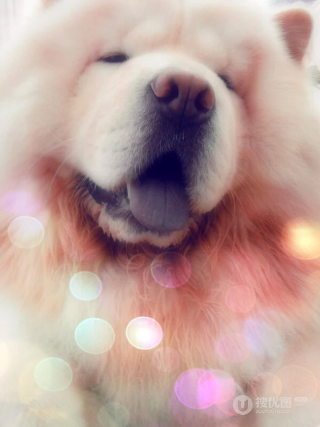 松狮，松狮犬可爱图片，萌萌的时髦宠物和守护犬松狮图片 第8张